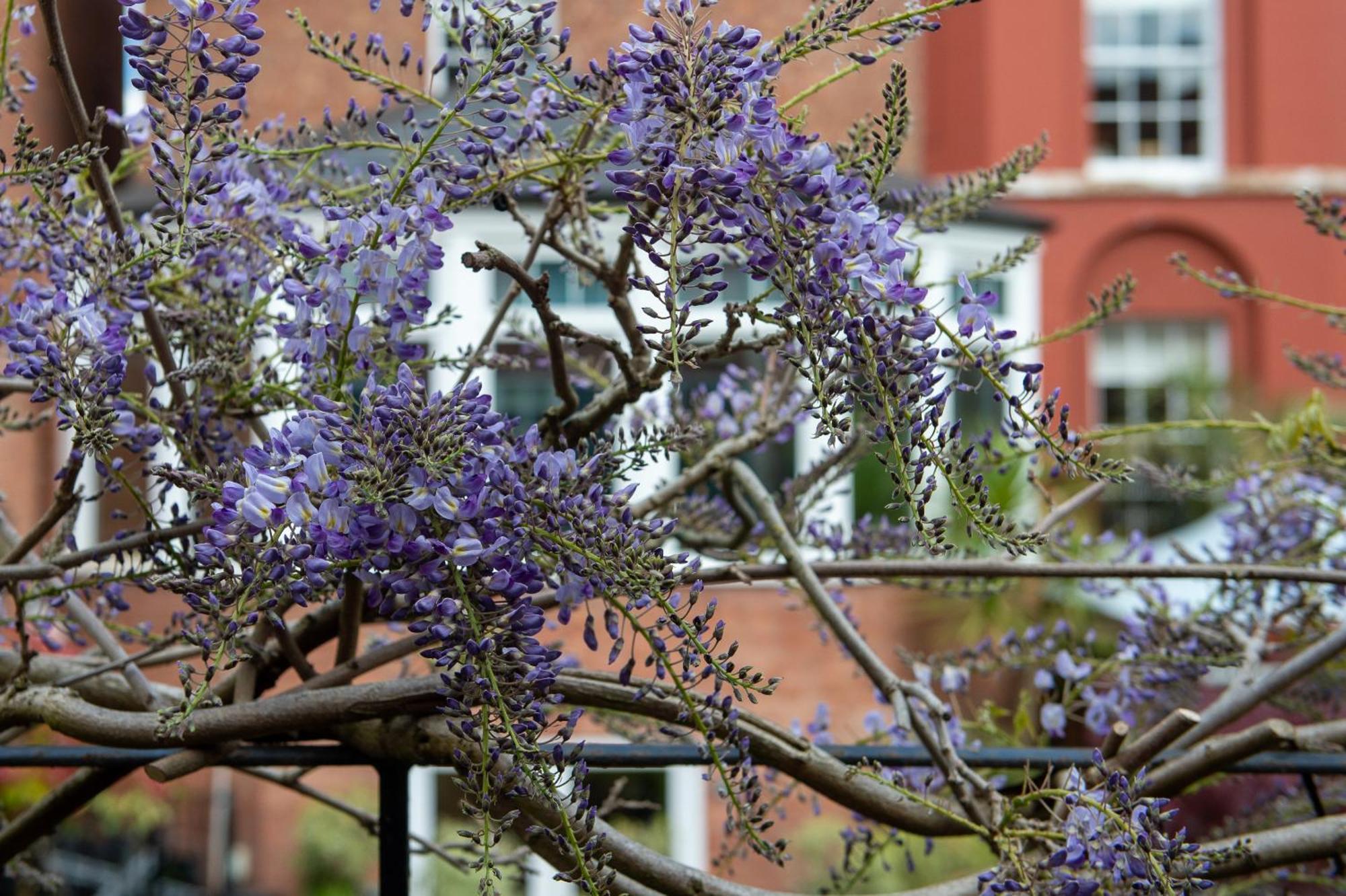 Darwin'S Townhouse Bed & Breakfast Shrewsbury Exterior photo Wisteria sinensis